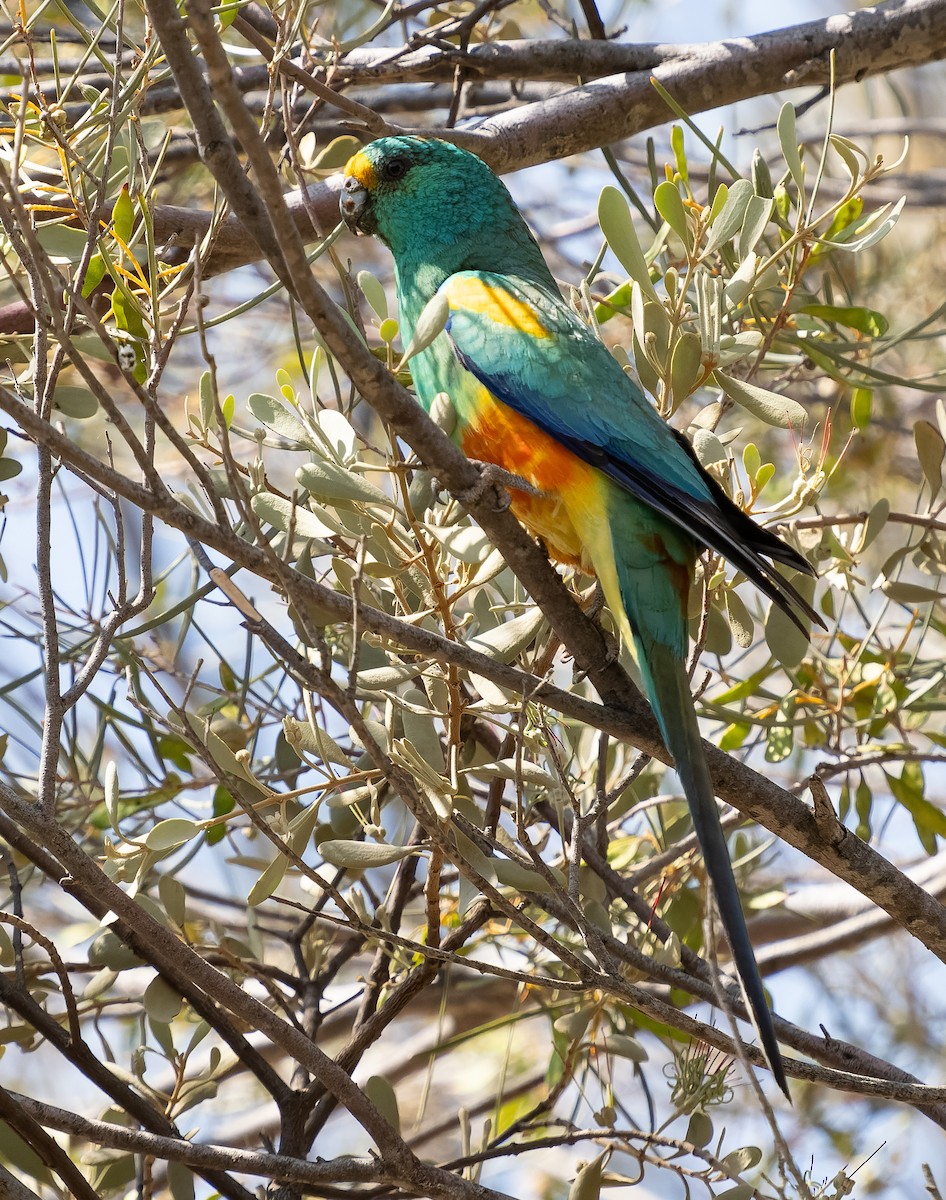 Mulga Parrot - ML609979377