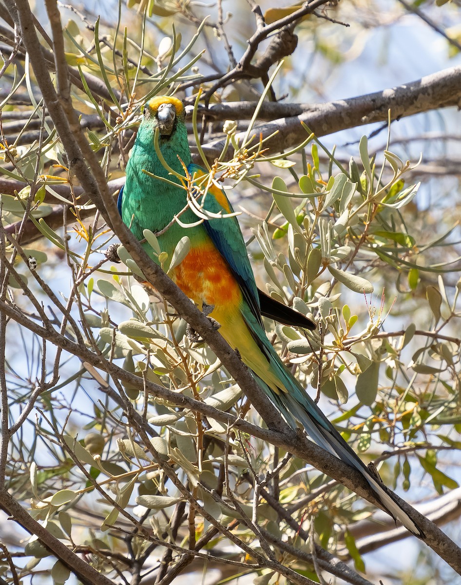 Mulga Parrot - ML609979378