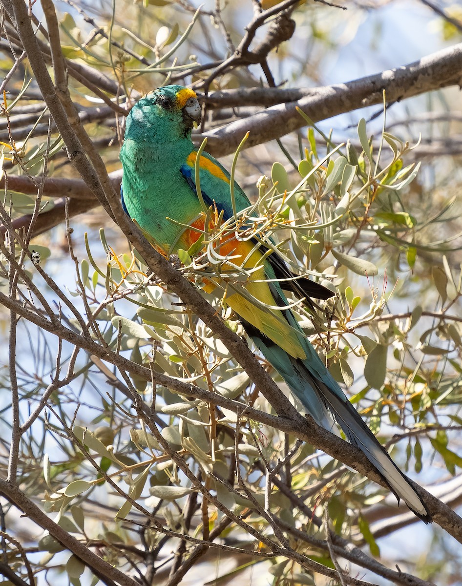 Разноцветный попугайчик - ML609979381