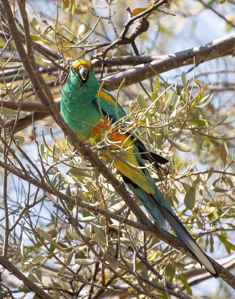 Mulga Parrot - ML609979382