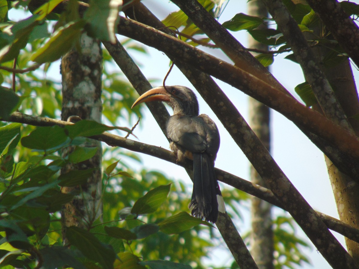 Malabar Gray Hornbill - ML609979390