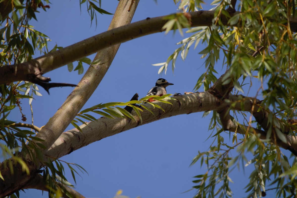 Great Spotted Woodpecker - ML609979569
