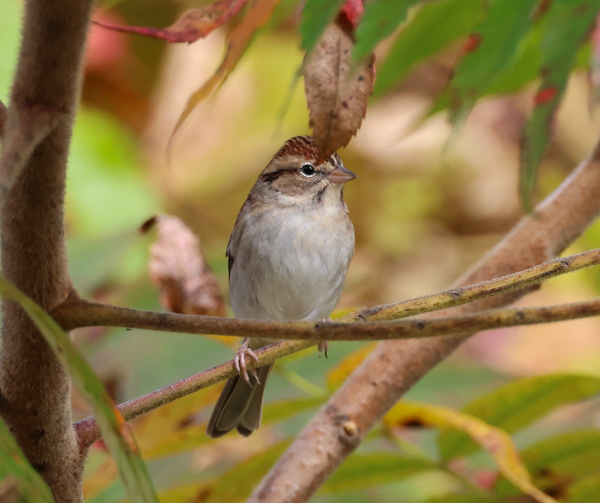 Chipping Sparrow - ML609979585