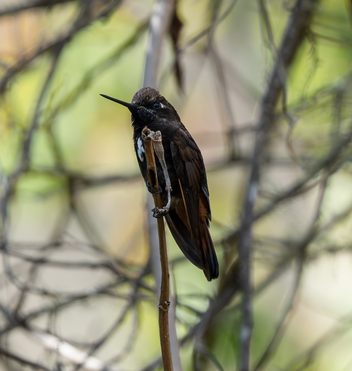kolibřík černokápý - ML609979607