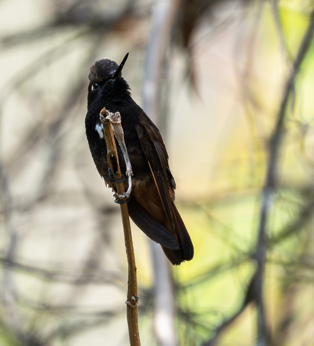 Colibri paméla - ML609979608