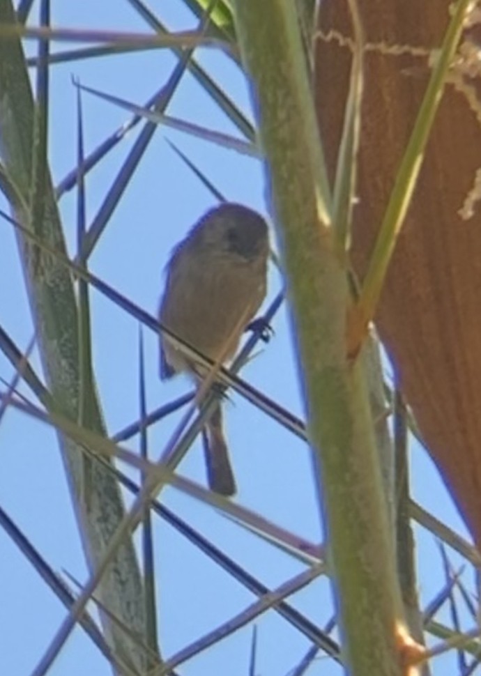 Bushtit - ML609979619