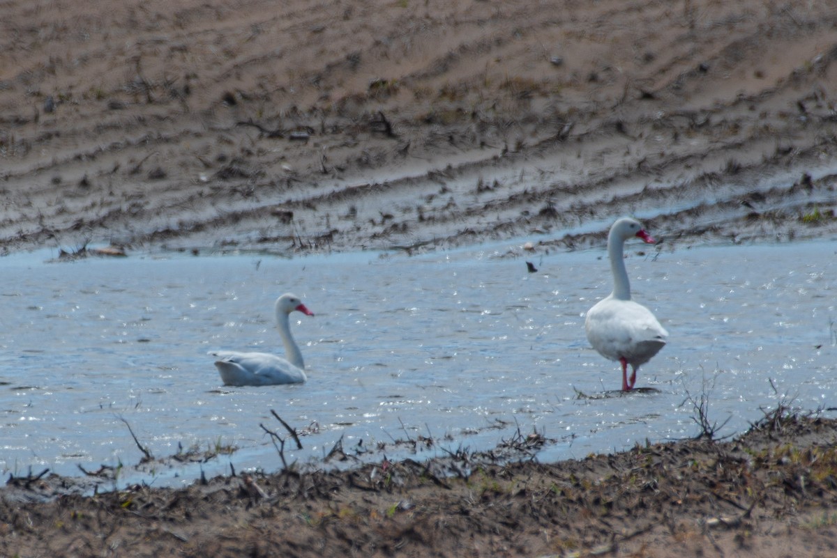 Coscoroba Swan - Roberto Dall Agnol