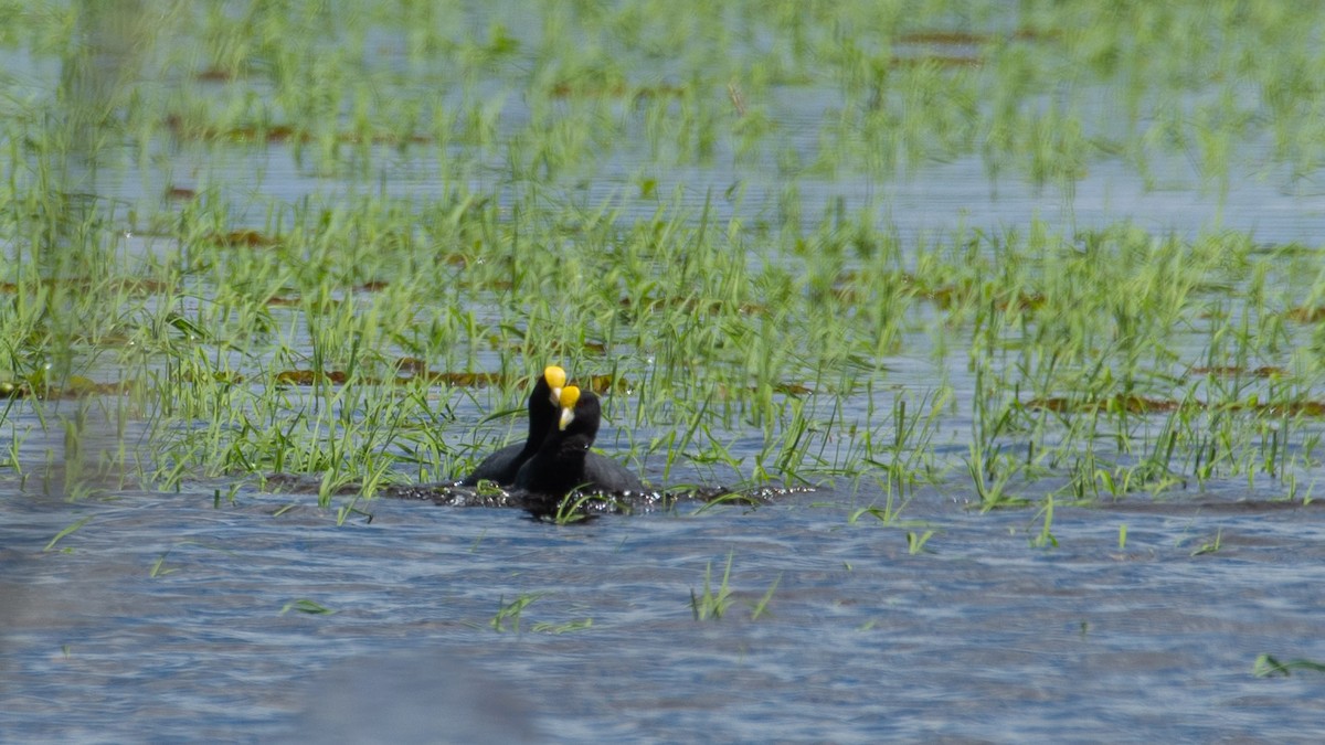 White-winged Coot - Roberto Dall Agnol