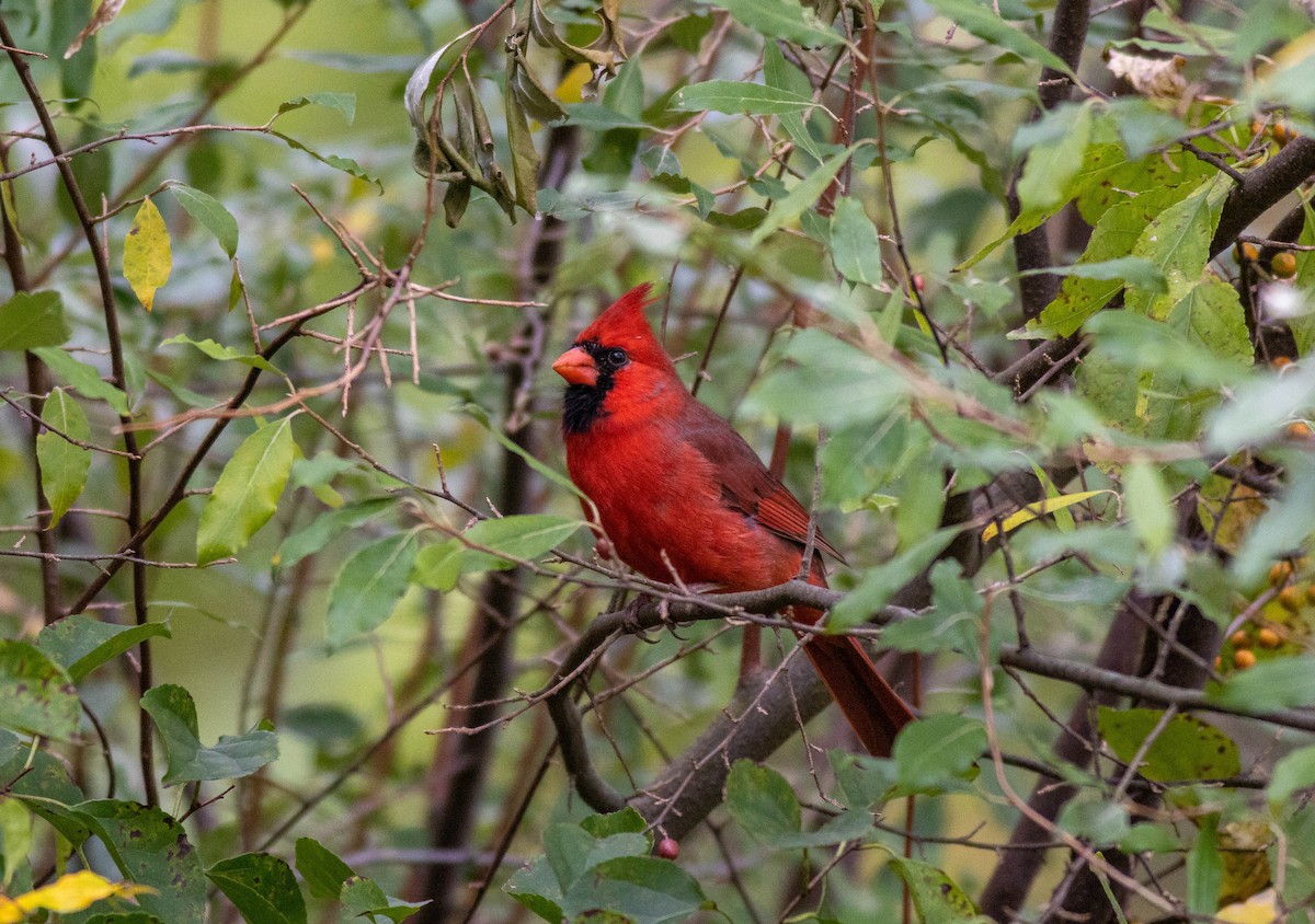 Northern Cardinal - ML609979708