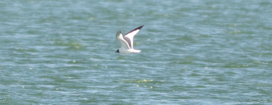 Sabine's Gull - Anuj Ghimire