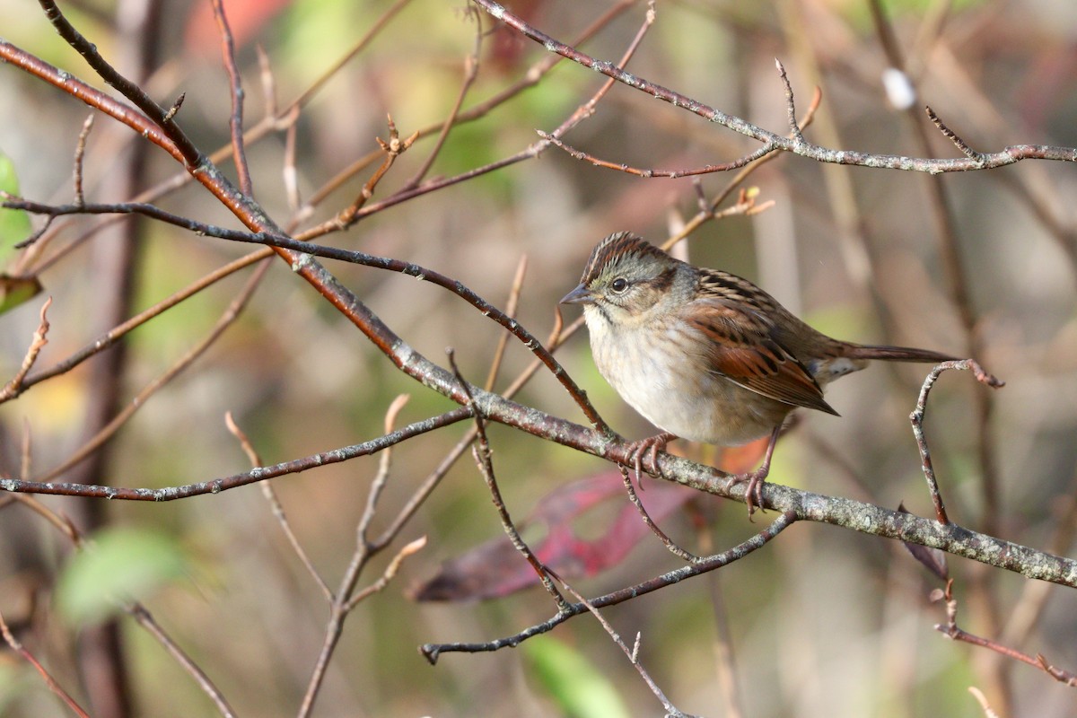 Swamp Sparrow - ML609979771
