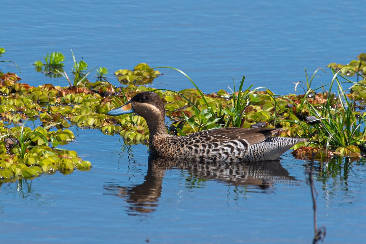 Silver Teal - Roberto Dall Agnol