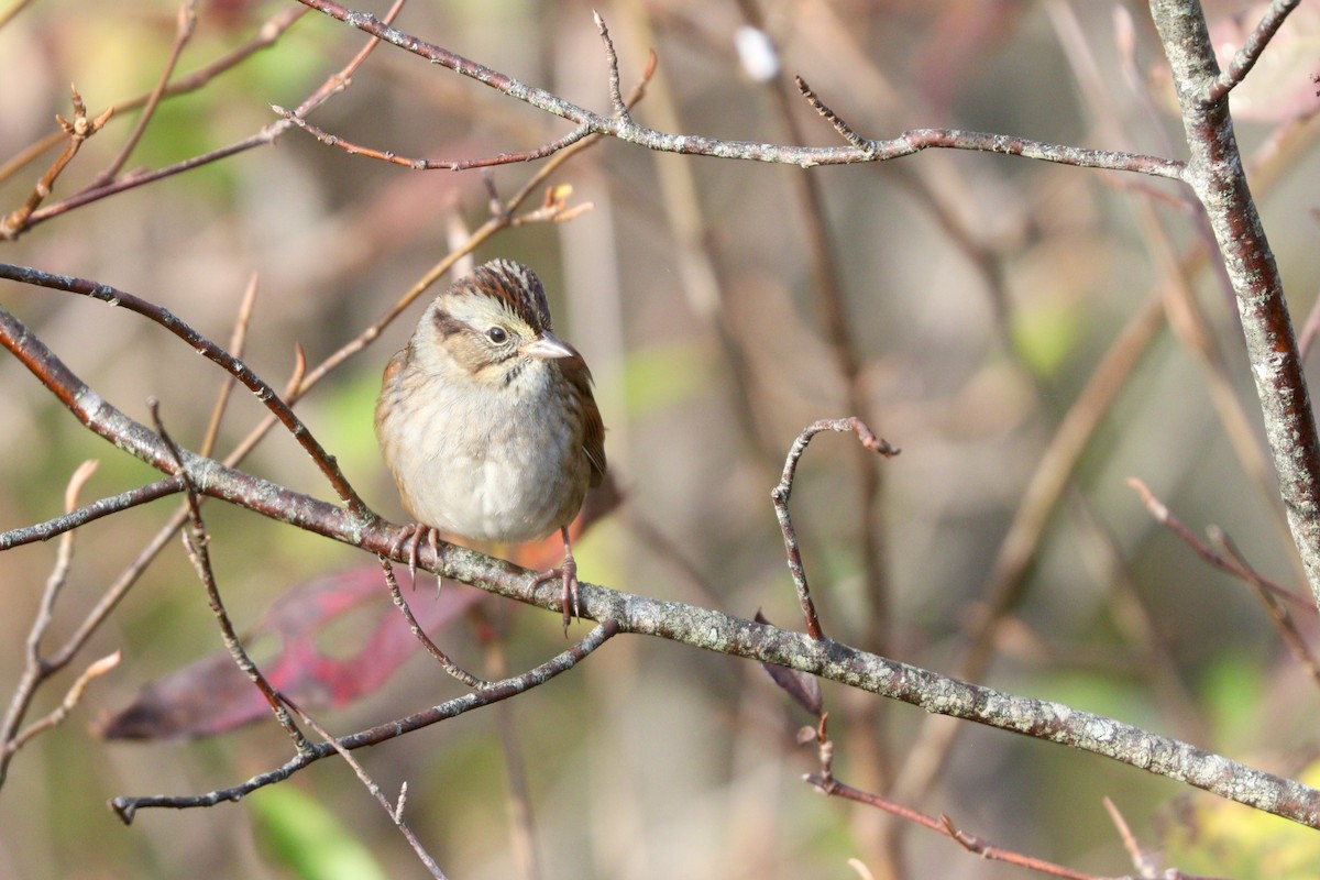 Swamp Sparrow - ML609979784