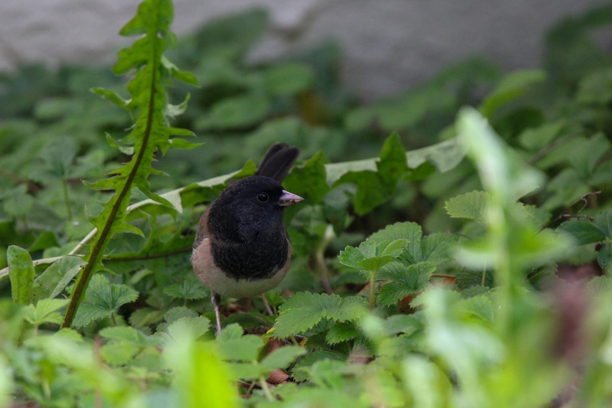 Dark-eyed Junco - ML609979790