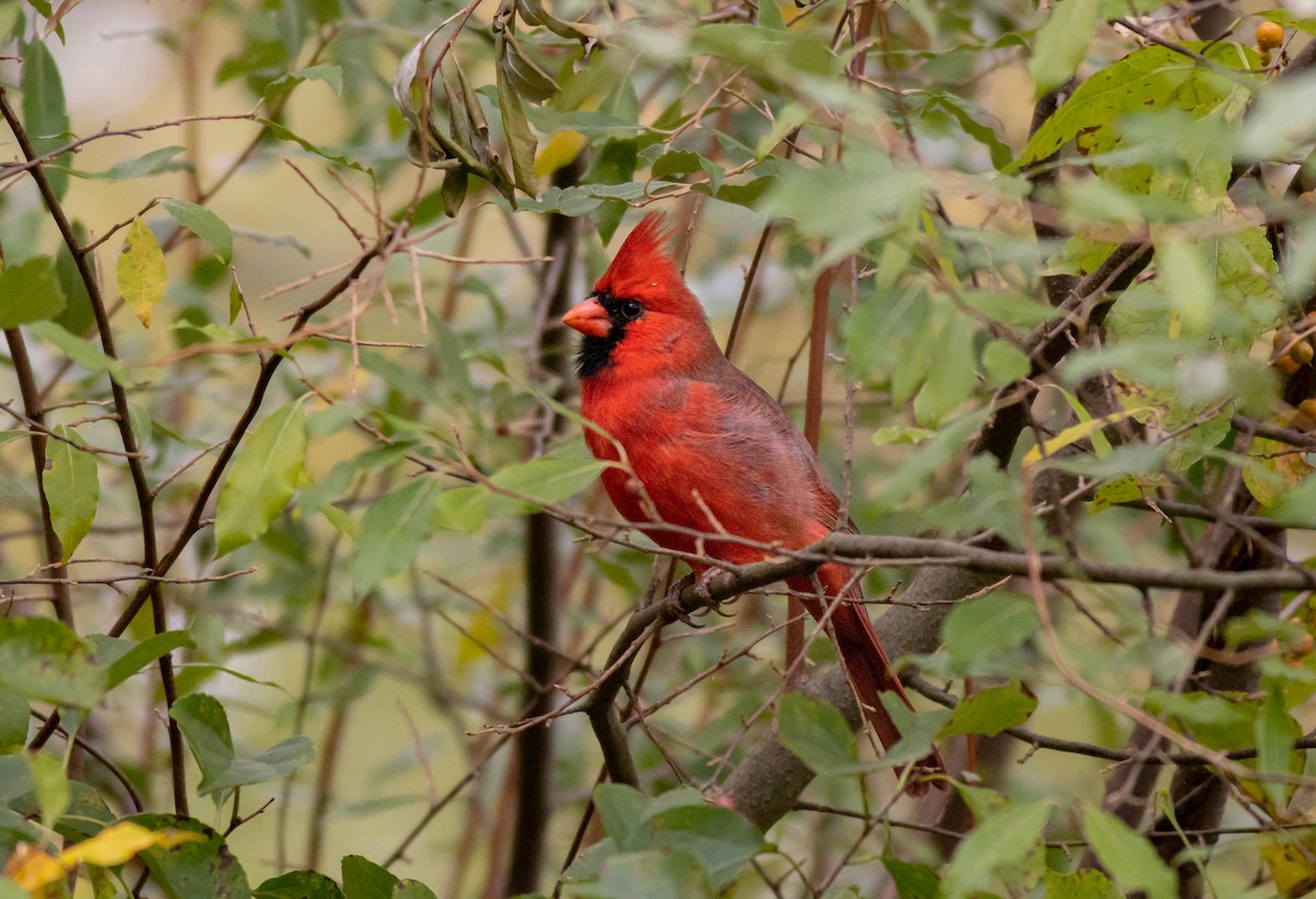 Northern Cardinal - ML609979822