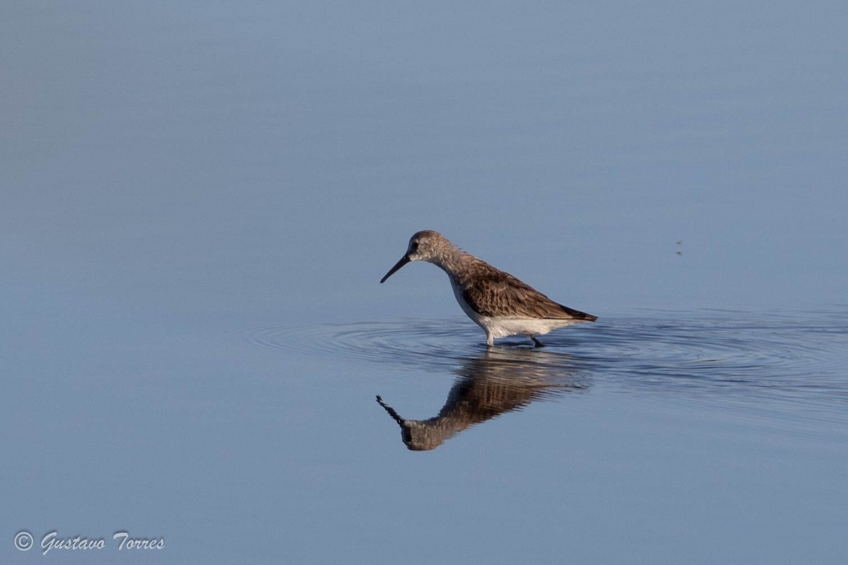 Western Sandpiper - ML609979832