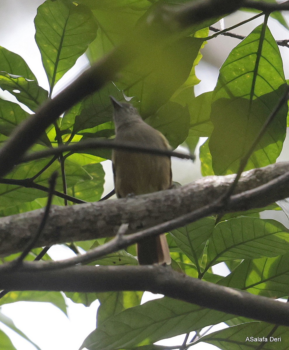 Bulbul Grácil - ML609979845