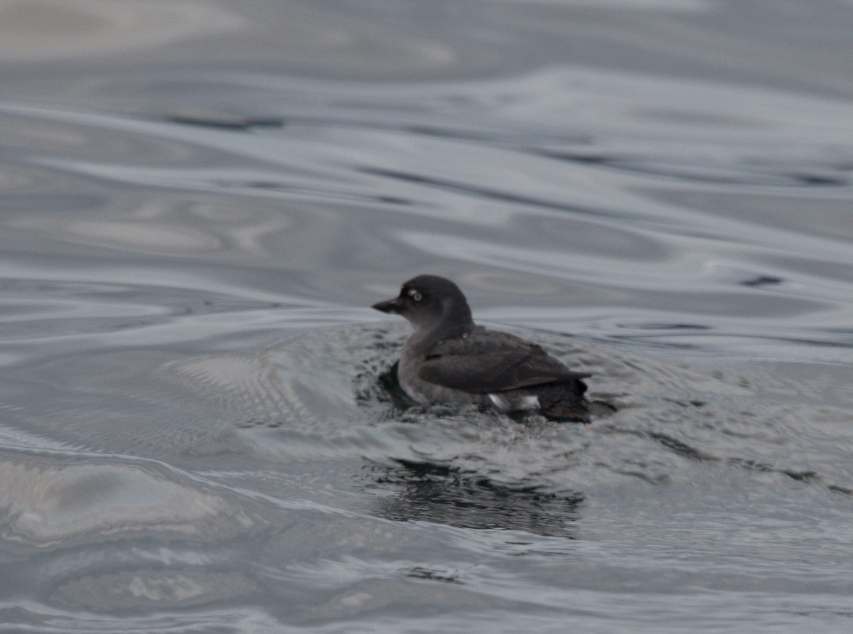 Cassin's Auklet - ML609979853