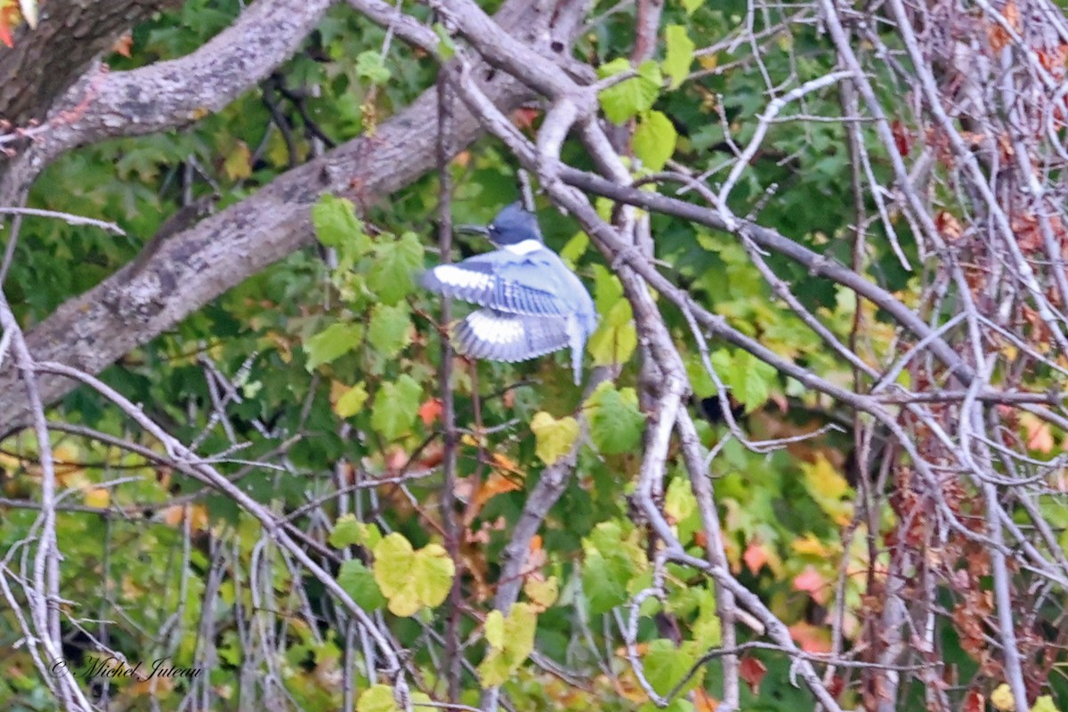 Belted Kingfisher - ML609979868
