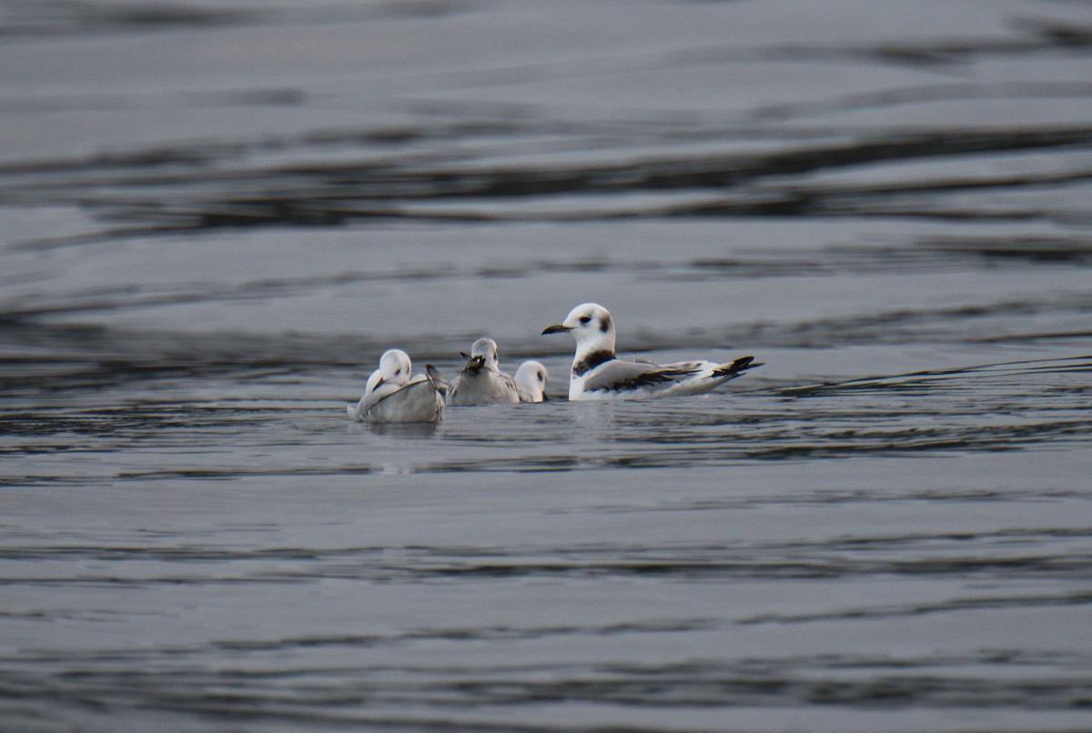 Black-legged Kittiwake - ML609979870