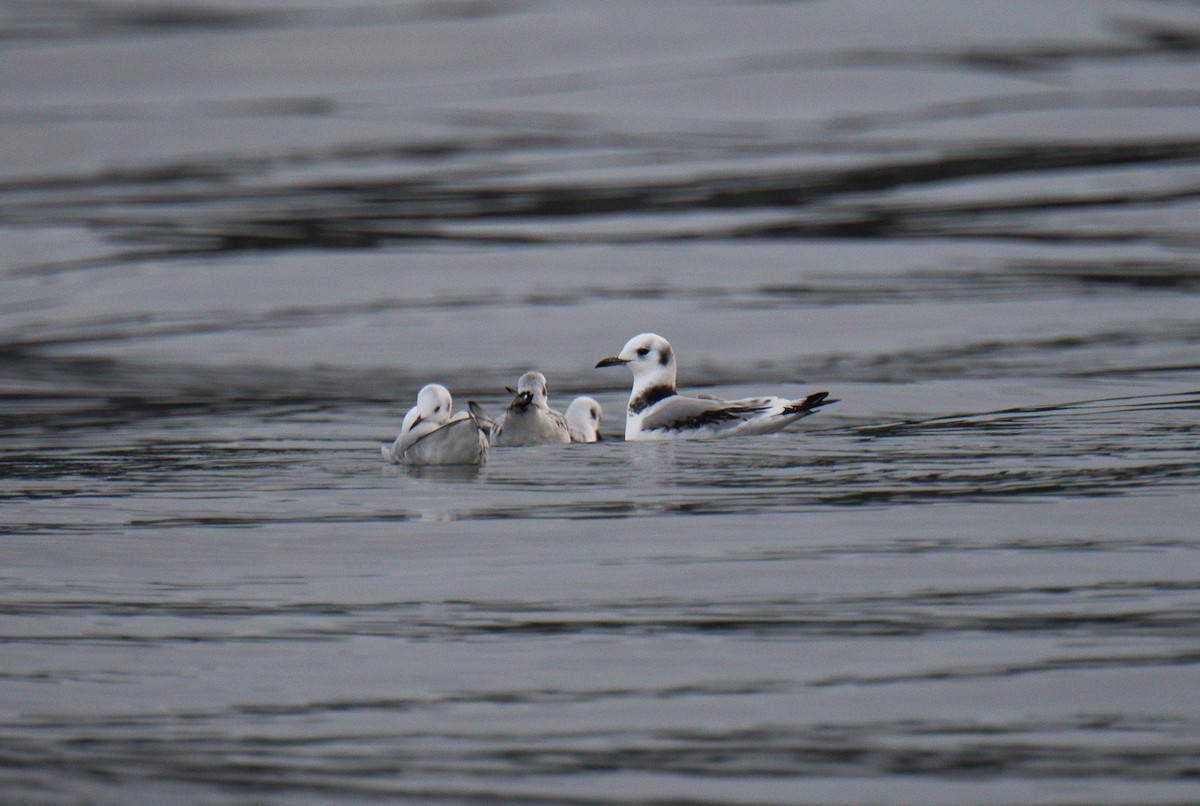 Black-legged Kittiwake - ML609979870