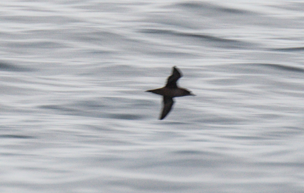 Sooty/Short-tailed Shearwater - ML609979879
