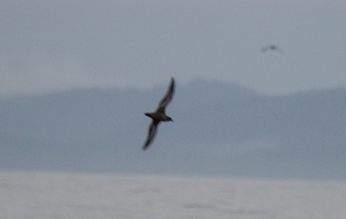 Sooty/Short-tailed Shearwater - ML609979881