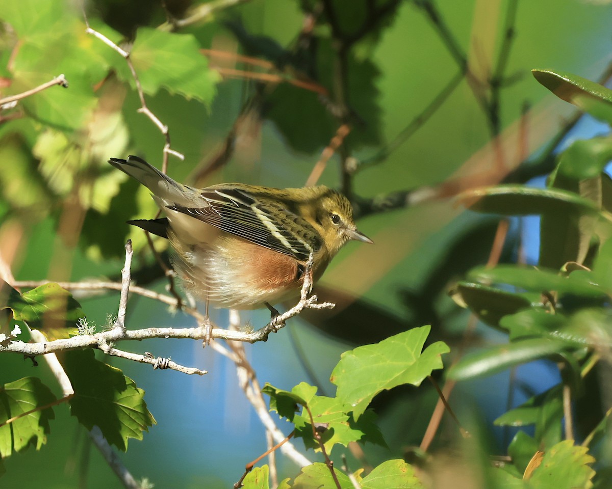 Bay-breasted Warbler - Brenda Callaway