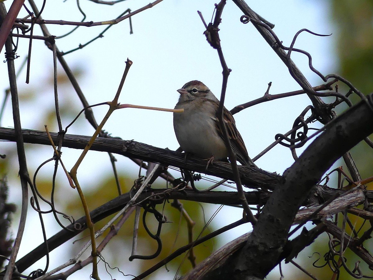 Chipping Sparrow - ML609979902