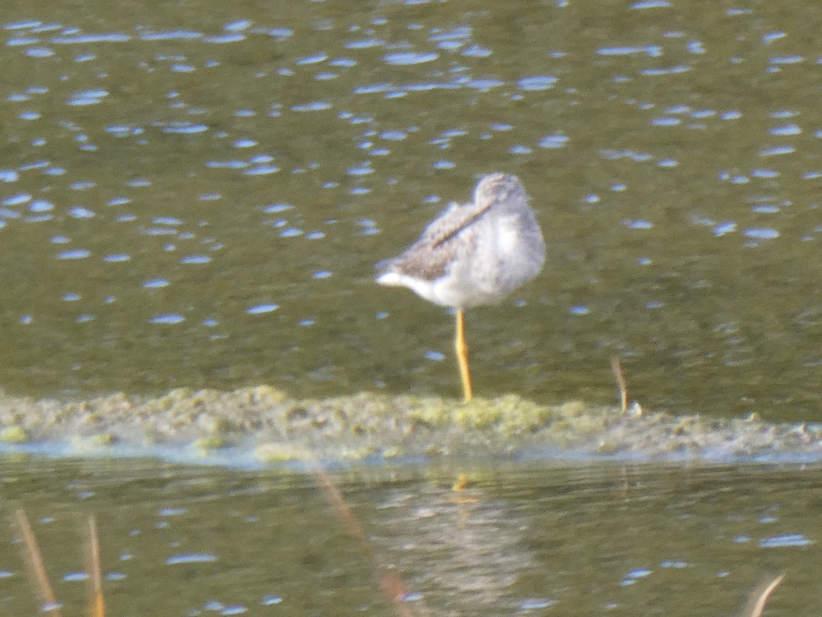 Greater Yellowlegs - ML609979906