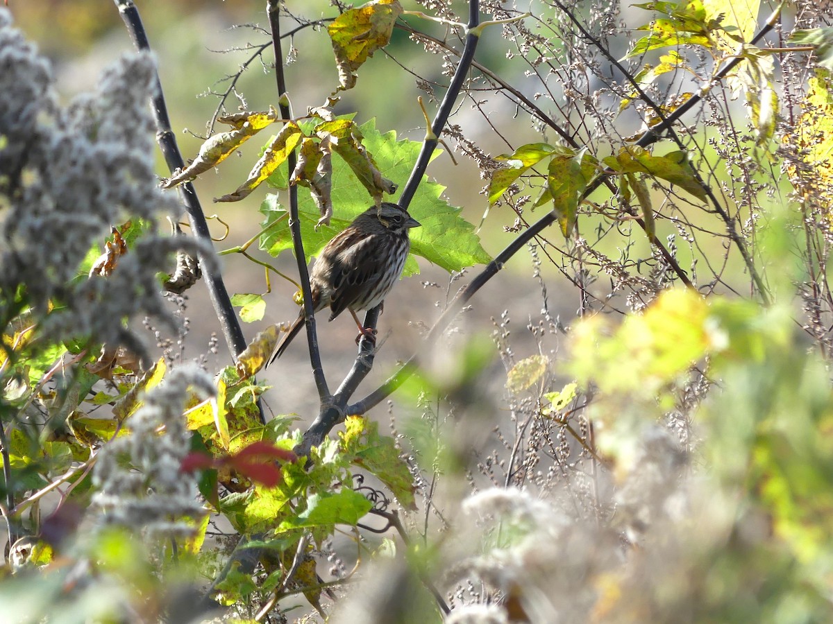 Song Sparrow - ML609979949