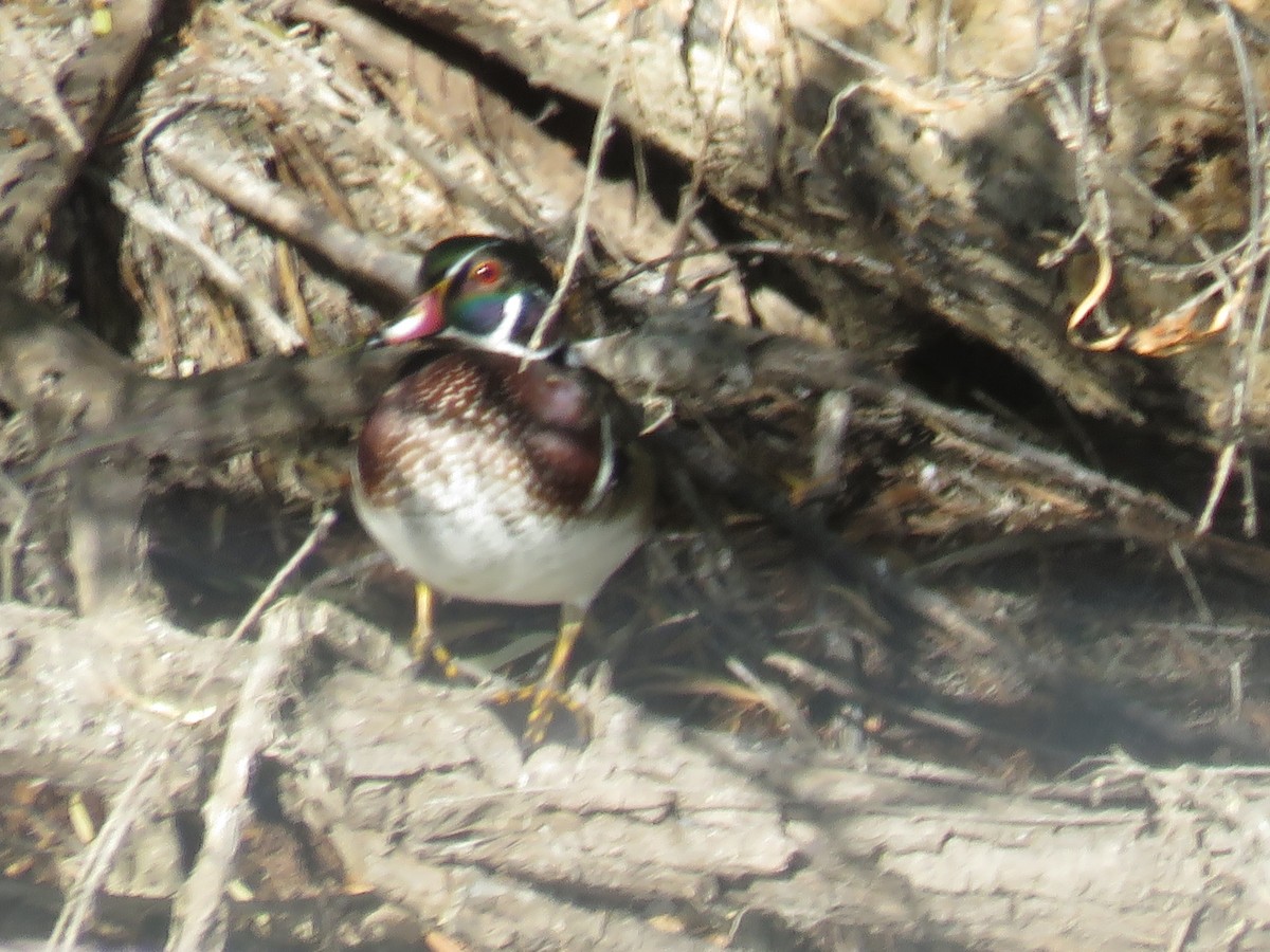 Wood Duck - Dell Little cc