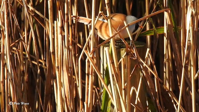 Bearded Reedling - ML609980046