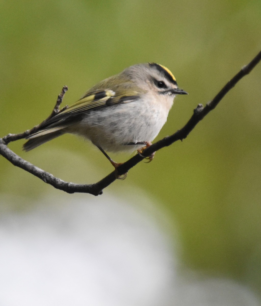 Golden-crowned Kinglet - ML609980186