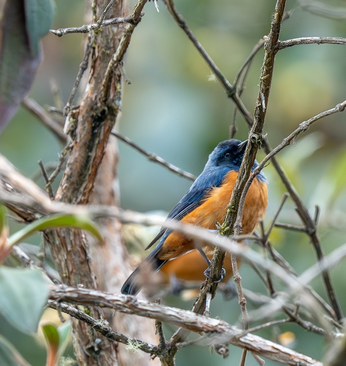 Blue-backed Conebill - ML609980192