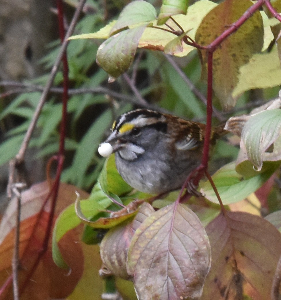 White-throated Sparrow - ML609980217