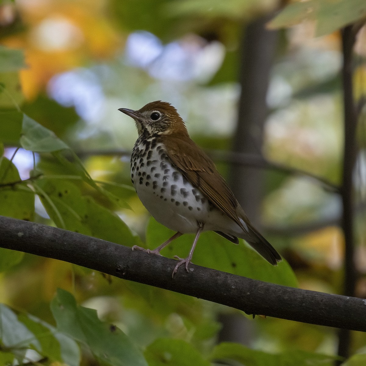 Wood Thrush - ML609980320