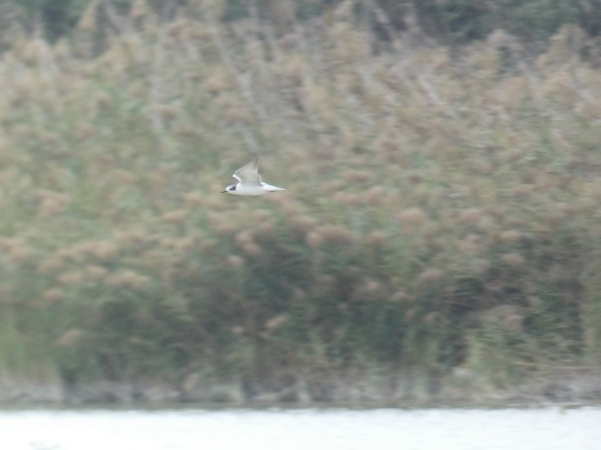 White-winged Tern - ML609980422