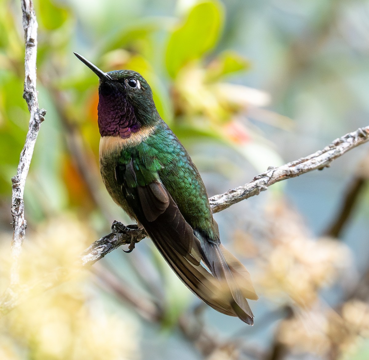 Amethyst-throated Sunangel - ML609980424