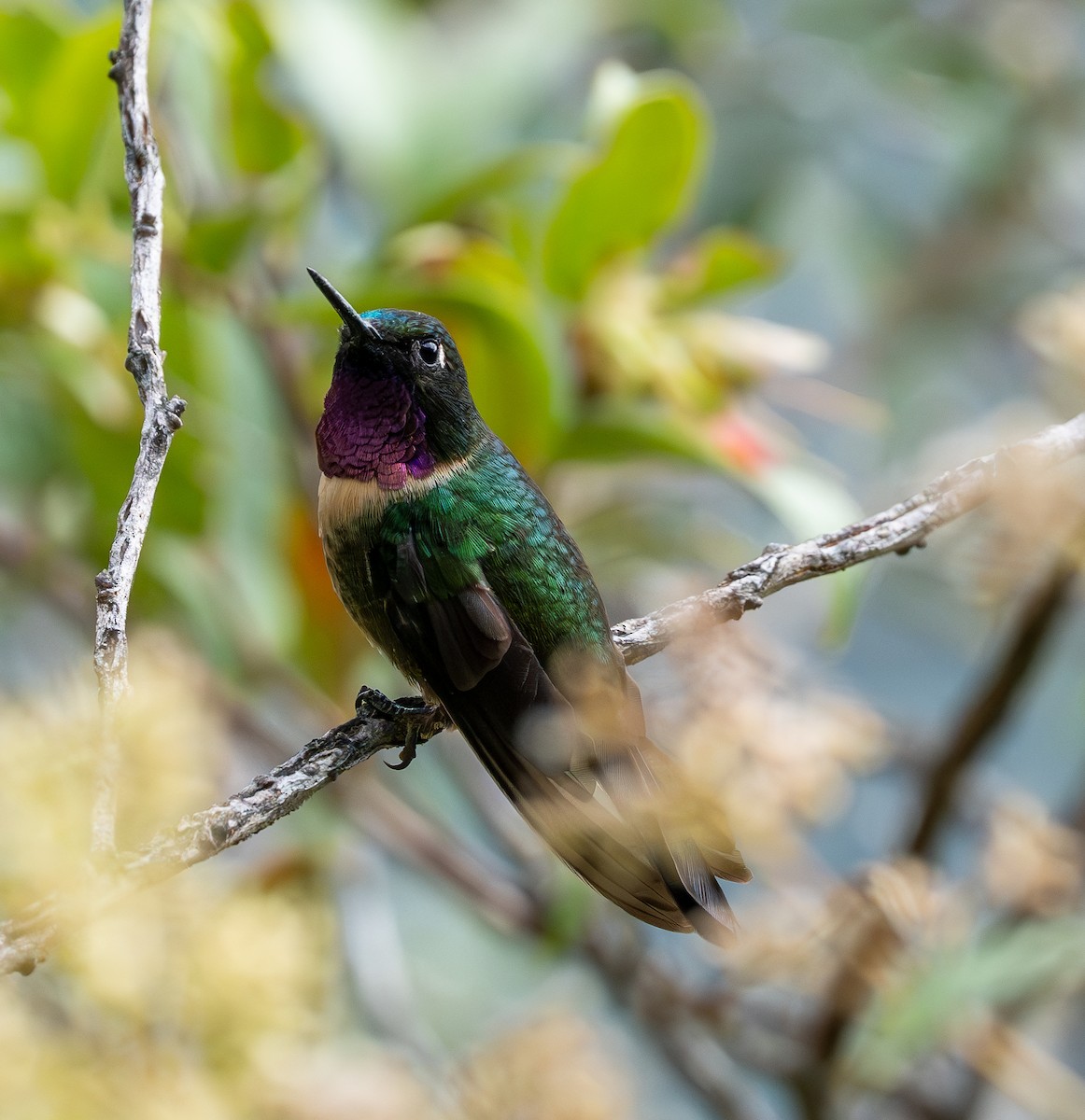 Amethyst-throated Sunangel - ML609980425