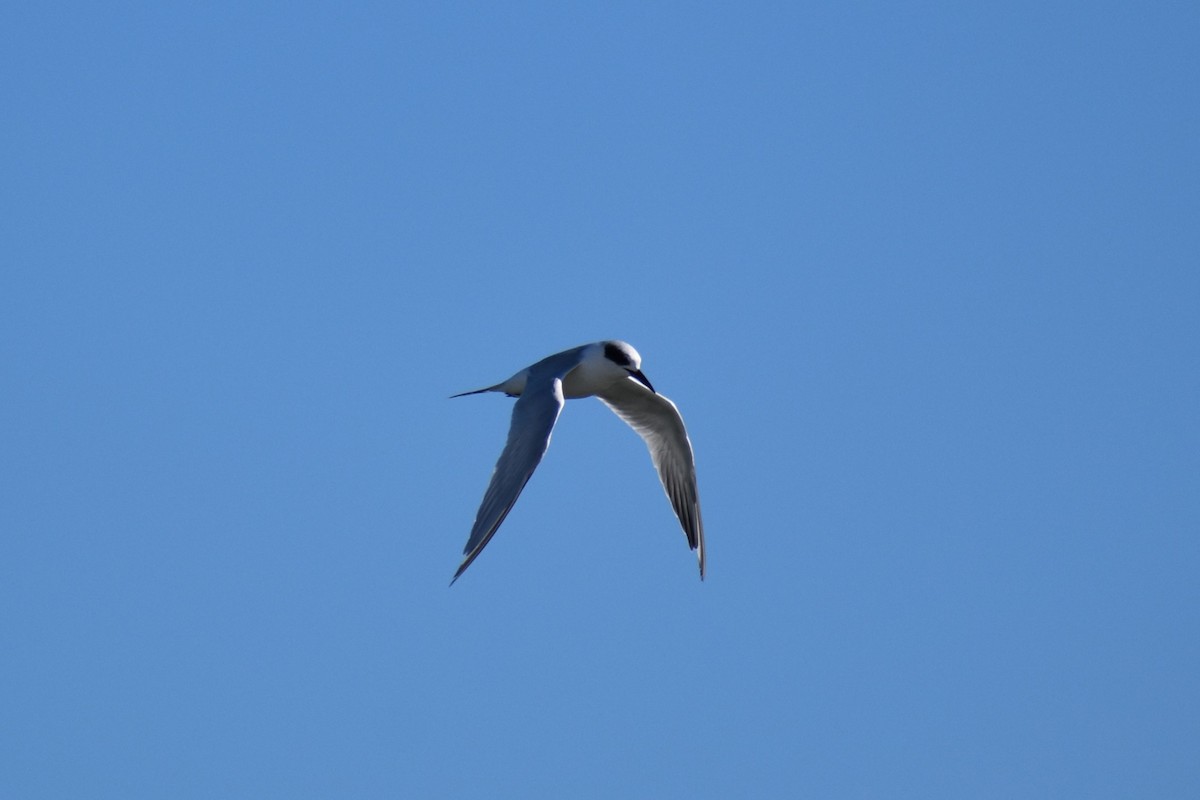 Forster's Tern - ML609980443