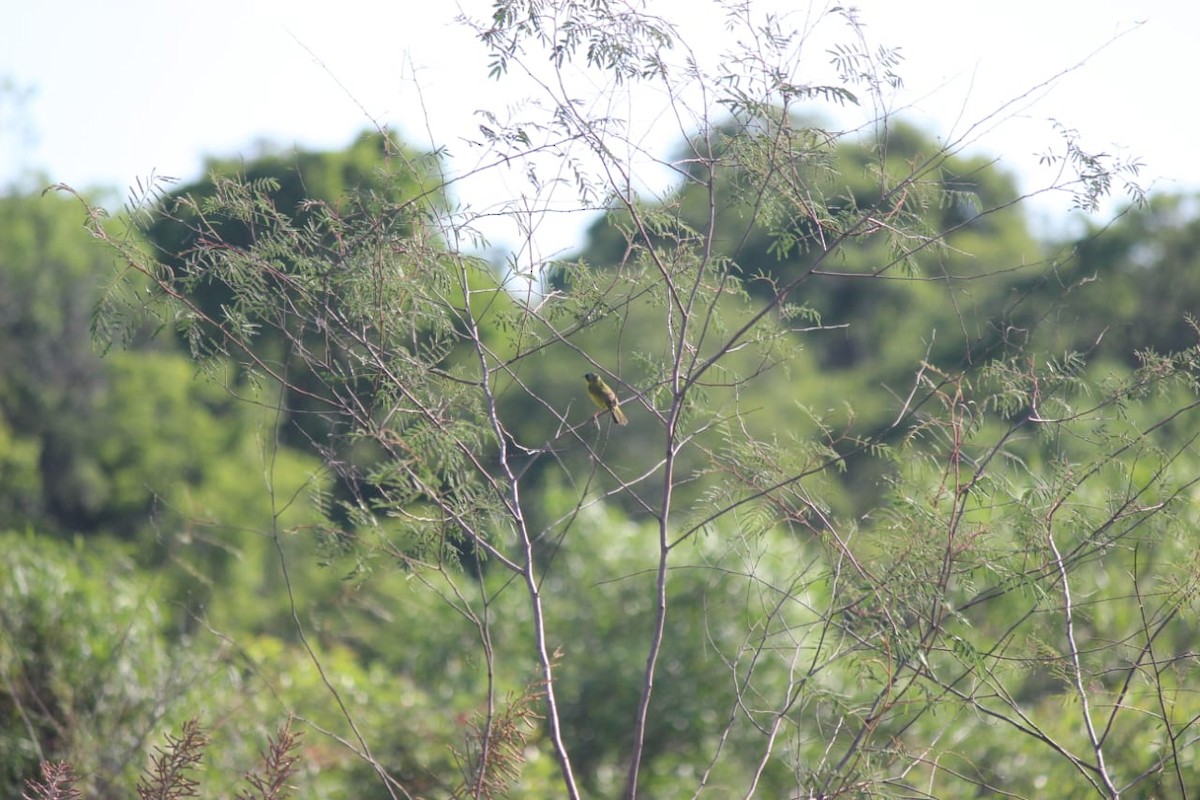 Southern Yellowthroat - ML609980482