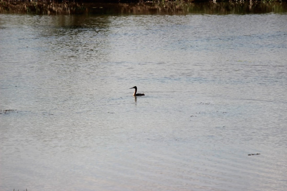 Great Grebe - ML609980544