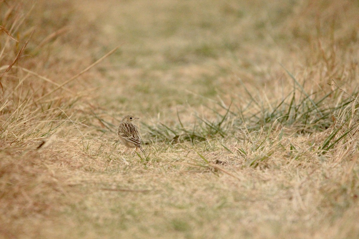 Sprague's Pipit - Logan Anderson