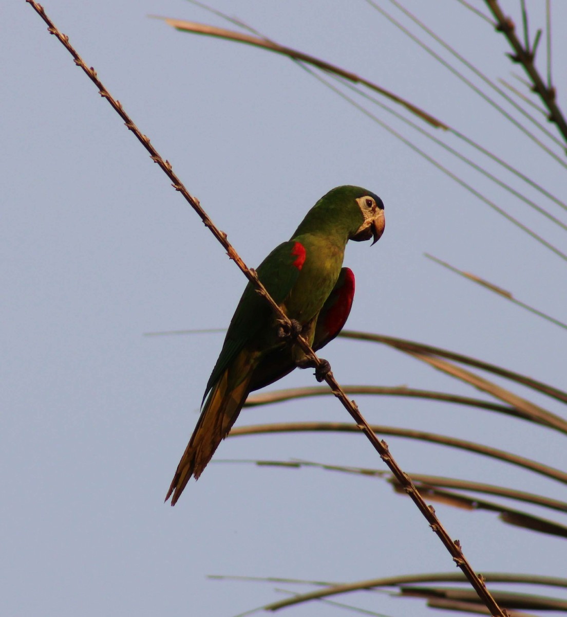 Red-shouldered Macaw - ML609980784