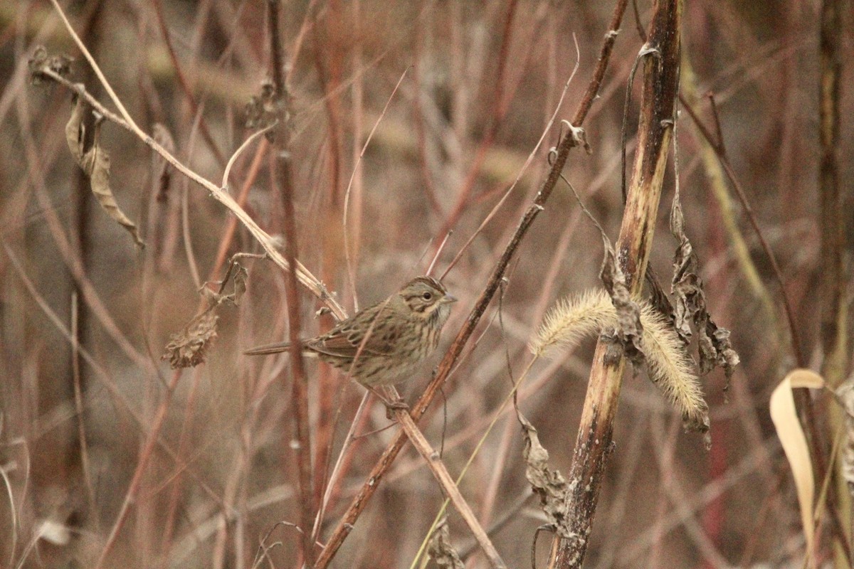 Lincoln's Sparrow - ML609980813
