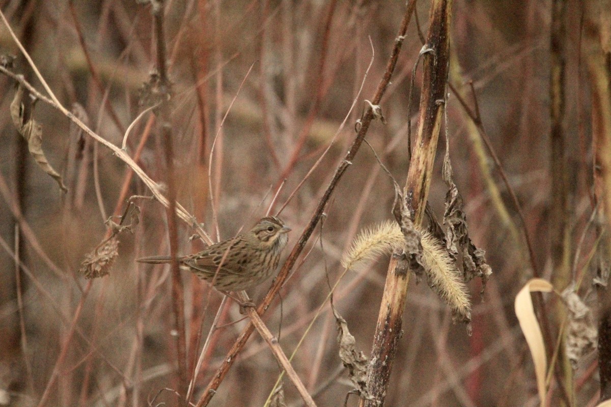 Lincoln's Sparrow - ML609980814