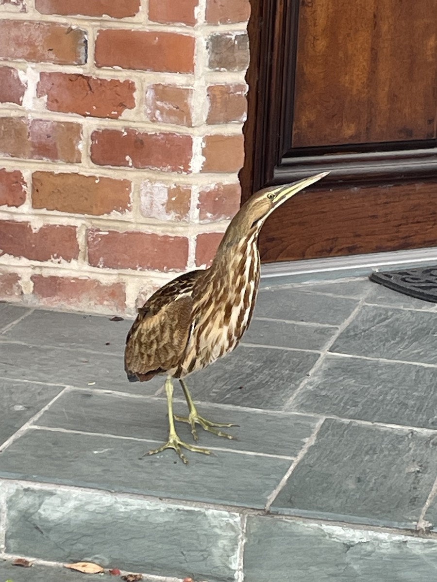 American Bittern - ML609980898