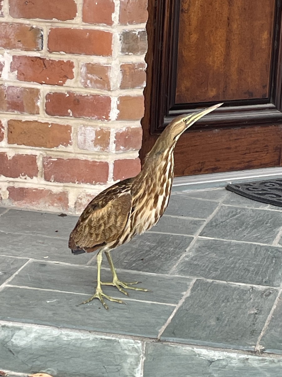 American Bittern - ML609980899