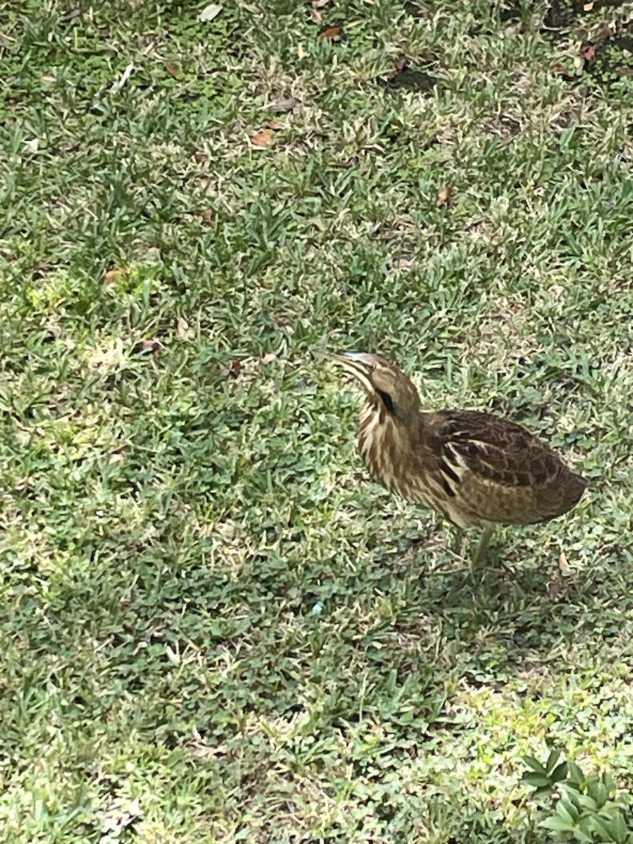 American Bittern - ML609980901